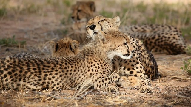Cheetah mother grooming her cub, Kalahari, South Africa