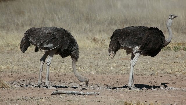 Male and female ostrich, Kalahari desert, South Africa