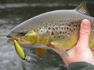 Trout fishing