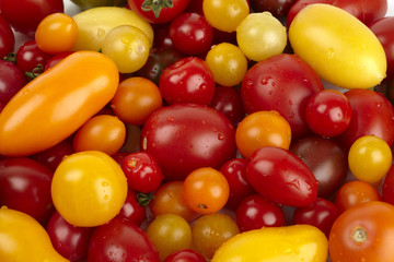 Fototapeta na wymiar Viele frische verschiedene Bio Tomaten mit Wassertropfen