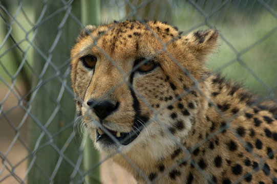 gu&eacute;pard en cage 2