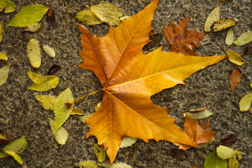 fallen autumn leaf