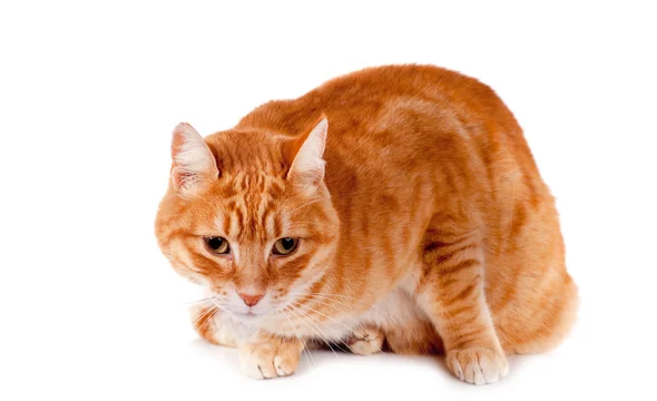 Beau Chat Roux Sur Fond Blanc Buy This Stock Photo And Explore Similar Images At Adobe Stock Adobe Stock