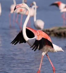 Printed kitchen splashbacks Flamingo stolzer Flamingo