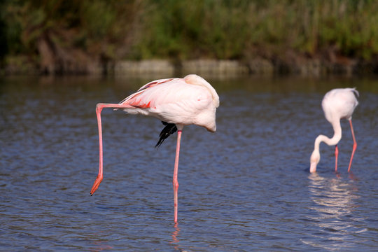 schlafender Flamingo © morianpics