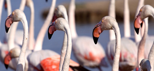 Marsch der Flamingos