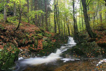 Brook in autumn forest