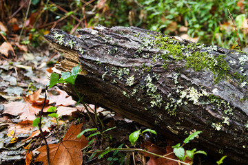 tree stump on a forest