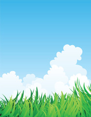 Fototapeta premium summer in countryside