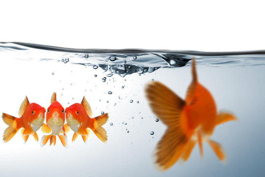 Fische in Angst