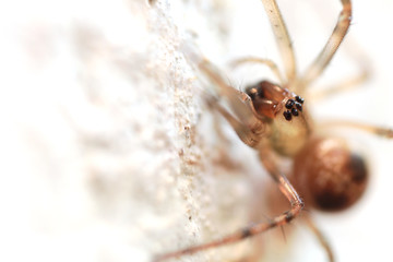 Close-up look at spider on the wall