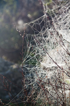 spider web on the morning