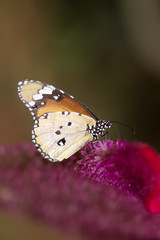 Fototapeta na wymiar Butterfly resting on a flower