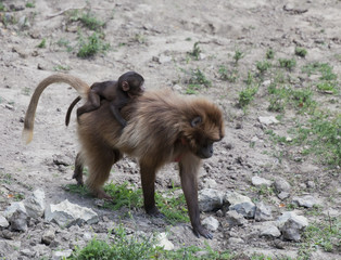 Gelada Baboon mother carrying baby on back