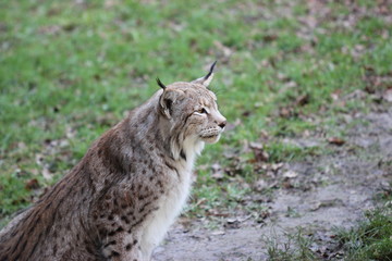 Naklejka na ściany i meble Luchs (Lynx lynx)