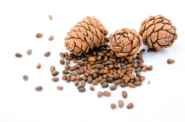 Cedar-cone