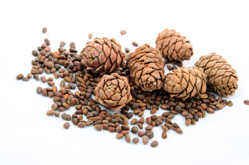 Siberian pine nuts and needles branch on white background
