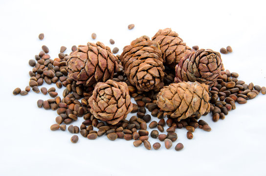 Siberian pine nuts and needles branch on white background