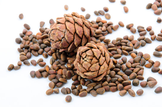 Siberian pine nuts and needles branch on white background