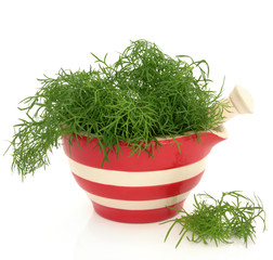 Fennel Herb