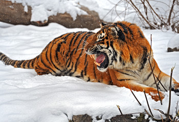 Tigers in winter