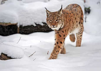Fotobehang Lynx in winter © kyslynskyy