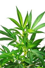 Marijuana Plant
