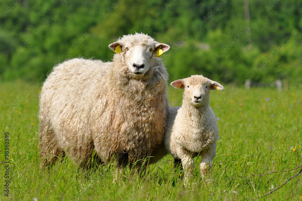 Wall mural sheep and lamb