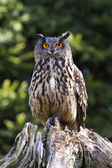 Eurasian Eagle-owl