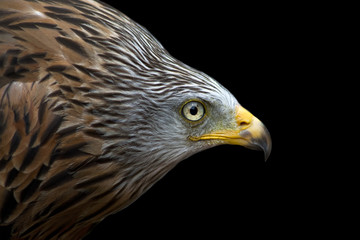 Red Kite
