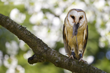 Barn Owl