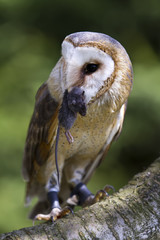 Barn Owl