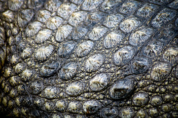 close up on scale of Crocodylus niloticus - Nile crocodile