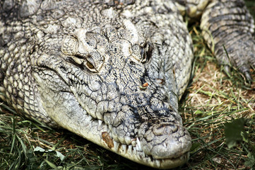 Portrait of Crocodylus niloticus called Nile or Common crocodile