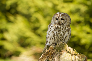Tawny Owl