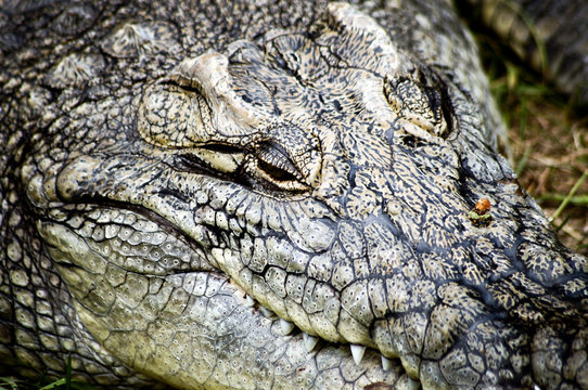 Portrait of Crocodylus niloticus called Nile or Common crocodile