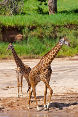 Giraffes in the Tarangire National Park, Tanzania