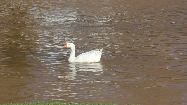 White Goose Floating Alone