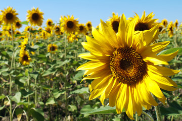 Fototapeta premium Closeup of a cheerful yellow sunflower