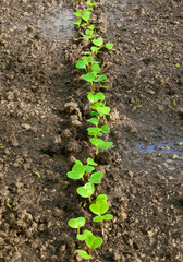 Garden radish shoots