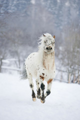 pony appaloosa runs free in winter paddock