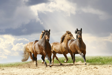 horses run