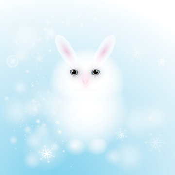 Lovely white bunny / Snow background