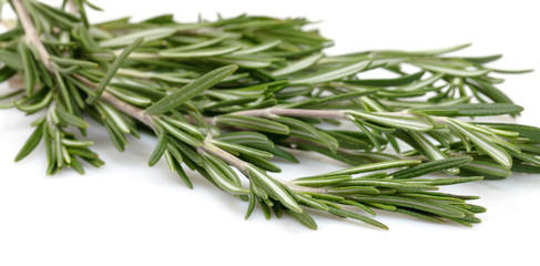 Fototapeta premium Twig of rosemary on a white background