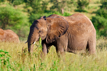 African elephant in the Tarangire National Park, Tanzania