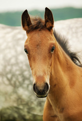 portrait of pretty little red  foal in field