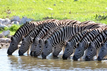 Foto op Canvas Zebra& 39 s bij de waterput © lumen-digital