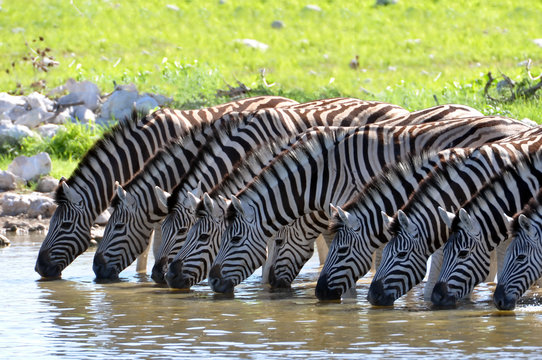Fototapeta Zebras am Wasserloch