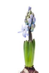 delicate spring hyacinth flower close-up