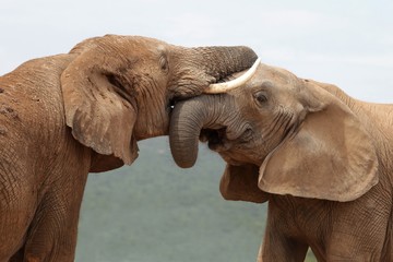 Fototapeta premium Powitanie słonia afrykańskiego